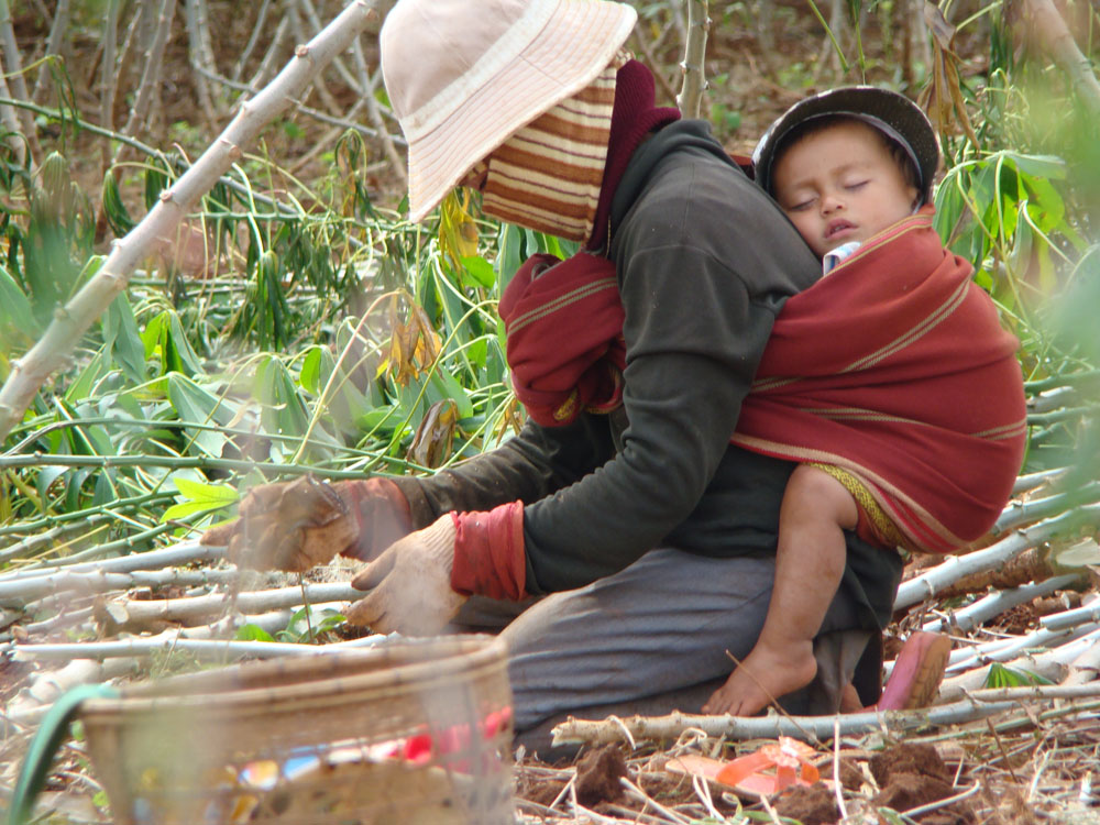 A sneaky shot of a hard-working mom harvesting manioc root with her hard-sleeping baby.
