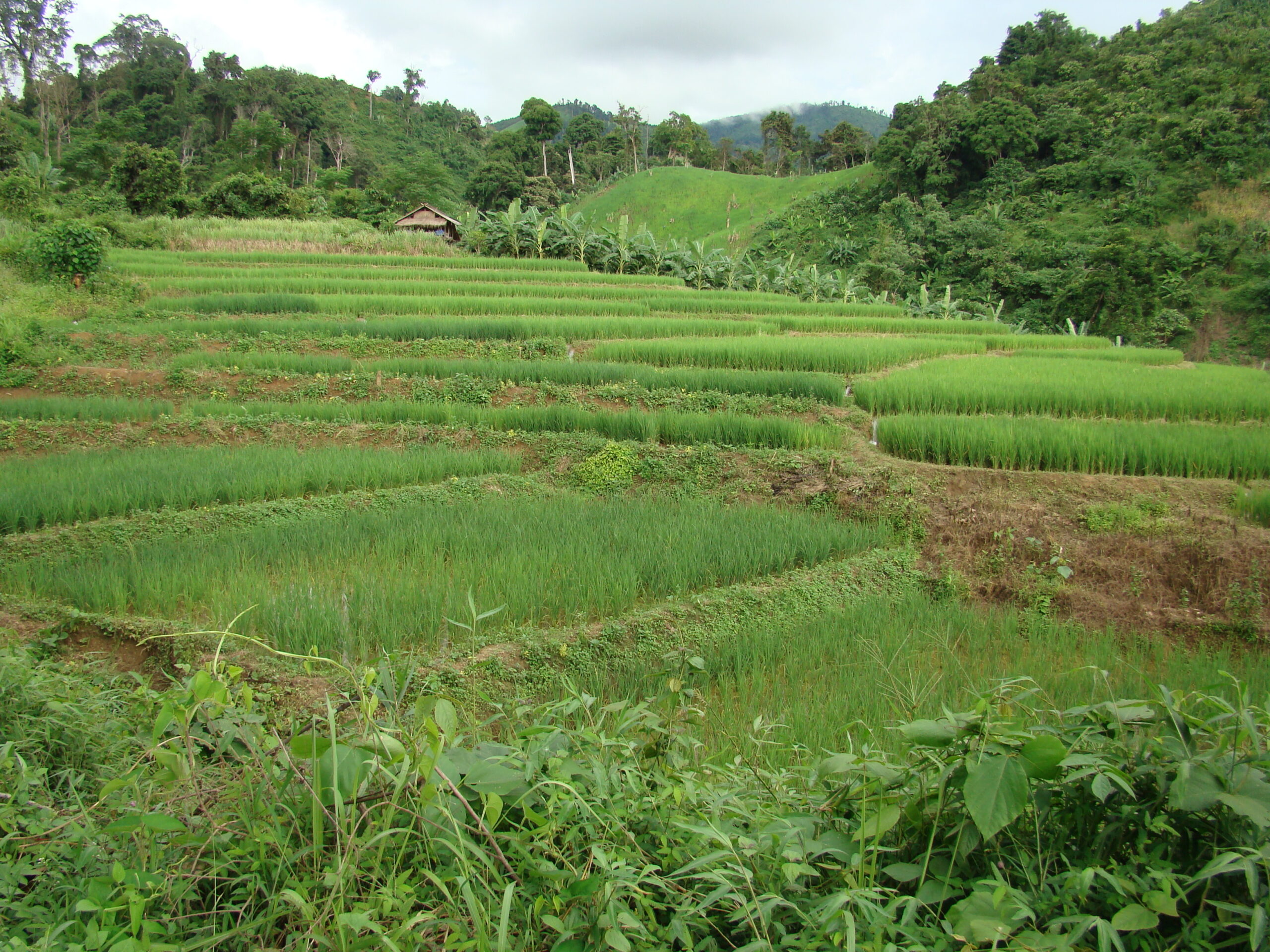 Rice fields enjoy Laos' summer monsoon season.
